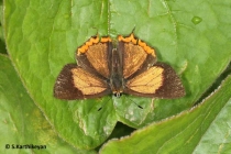 Golden Sapphire