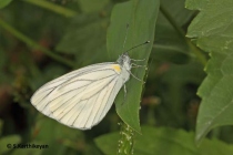Green-veined White