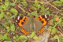 Indian Red Admiral