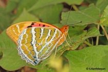 Large Silverstripe