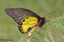 Golden Birdwing