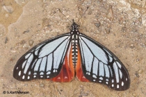 Tawny Mime