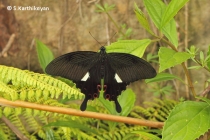 Red Helen