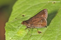 Blue-spotted Scrub Hopper