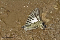 Six-bar Swordtail