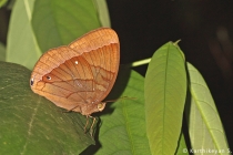 Jungle Glory