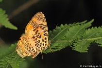 Himalayan Jester