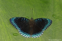Popinjay
