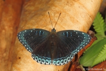 Popinjay