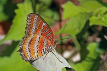 Red Lacewing