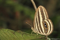 Striped Ringlet