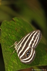 Striped Ringlet