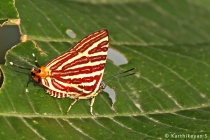 Long-banded Silverline