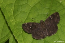 Common Small Flat