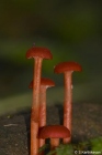 Hygrocybe sp.