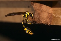 Potter Wasp