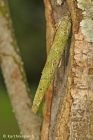 Bagworm
