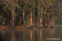 Forest and reflection
