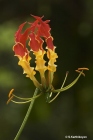 Glory Lily