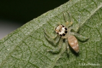 Jumping Spider