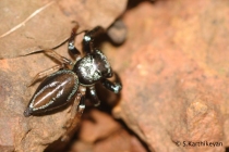 Jumping Spider Thiania sp.