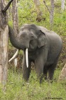 Asian Elephant
