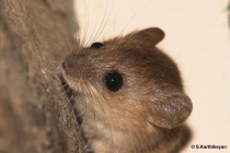 Field Mouse