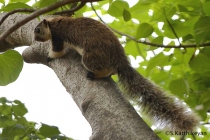 Grizzled Giant Squirrel