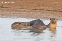 Otter