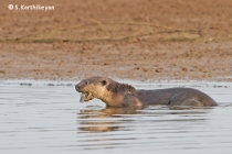 Otter