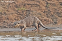 Otter