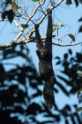 Hoolock Gibbon