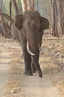 Tusker