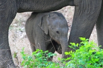 Elephant calf