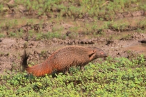 Stripe-necked Mongoose