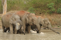 Elephants drinking