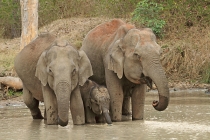 Elephants drinking