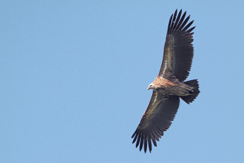 Griffon Vulture