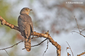 Common Hawk Cuckoo