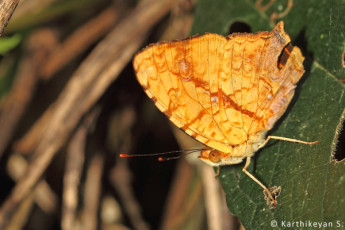 Common Jester