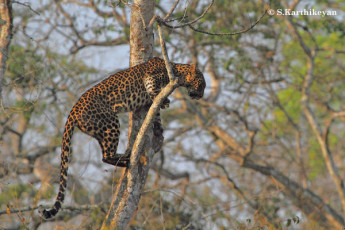 Leopard