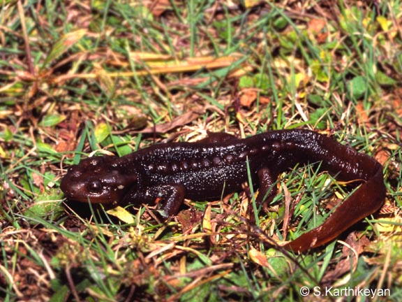himalayan-newt.jpg