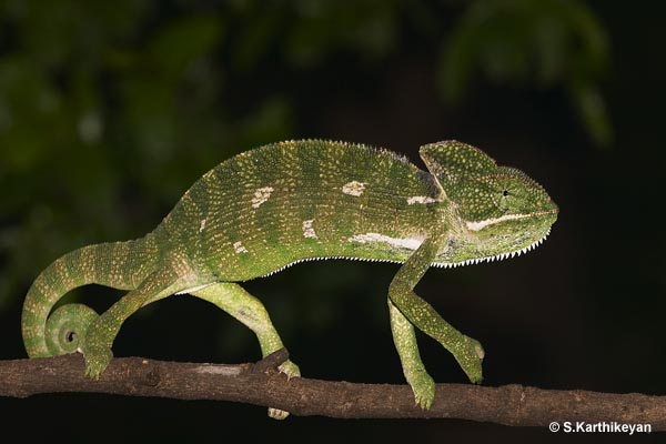crw_8923-chameleon.jpg