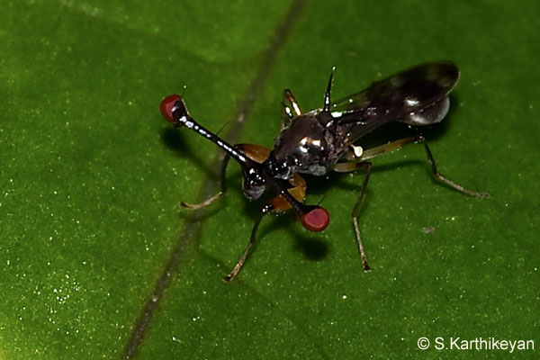 stalkeyed-fly-web.jpg