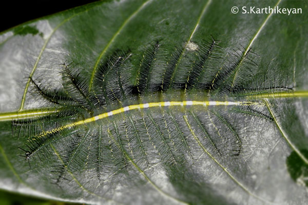 baron-larva.JPG