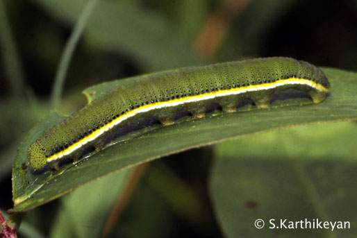 emigrant-larva.JPG