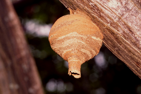 wasp-nest0007.JPG