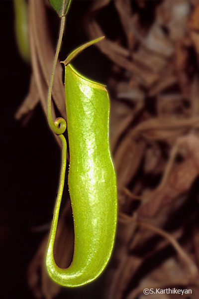 nepenthes-khasiana.jpg