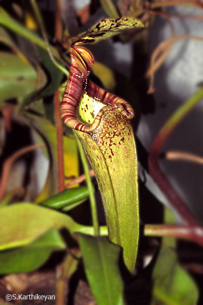 nepenthes-sps.jpg