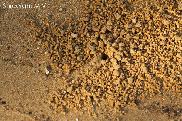 Pattern on sand.